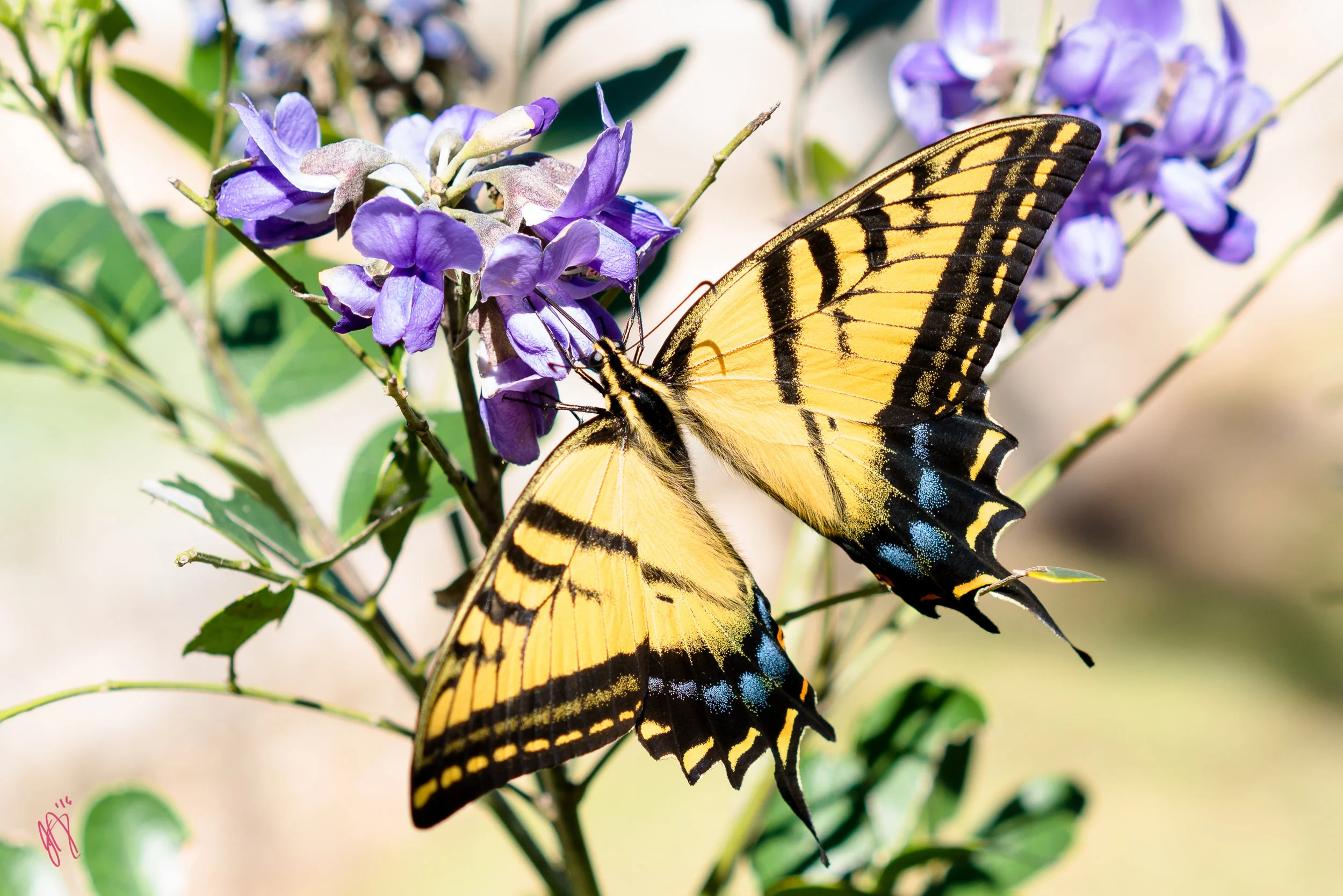 Mountain Laurel Butterfly Spring Break 2016 MF.jpg